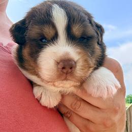 Larry - Red tri-color male Australian Shepherd puppy in Ashland, Ohio from SS Australian Shepherds