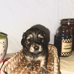 Montgomery - Sable male Dachshund puppy in Cabool, Missouri from Cedar Creek Doxies