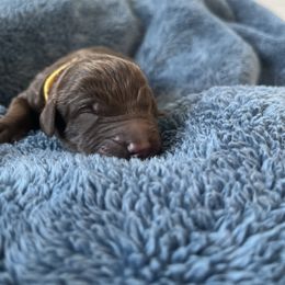 Yellow collar - Chocolate male Labradoodle puppy in Manor, Texas from The Lovadoodles of Texas
