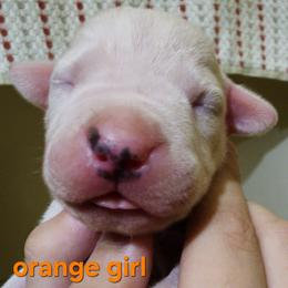 Girl 3 - female Dogo Argentino puppy in Blythe, California from Dogos del Gran Reino