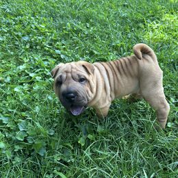 Baby fawn - Fawn female Chinese Shar-Pei puppy in Saint Joseph, Missouri from Durenda Springer- Barber