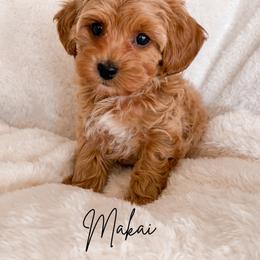 Boy 3 - Apricot male Maltipoo puppy in Kula, Hawaii from Toy Poodle & Maltipoo Maui