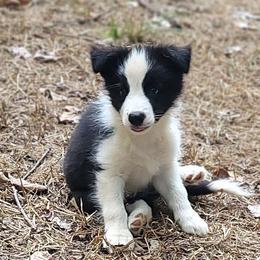 Duke - Black and white male Border Collie puppy in Watkinsville, Georgia from Solaras Border Collies