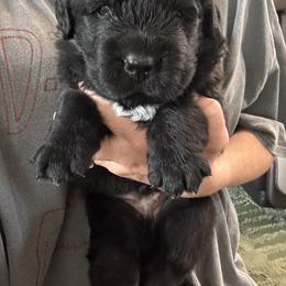 Johnny cash - Black male Newfoundland puppy in Buhl, Idaho from Blue Heart Kennel