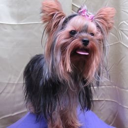 Yorkshire Terrier puppies from Holy Terriers Yorkies