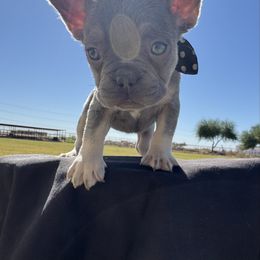 Girl 1 - Tricolors female French Bulldog puppy in Casa Grande, Arizona from Slash O Kennels