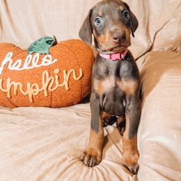 Doberman Pinscher Puppies from World of Dobies