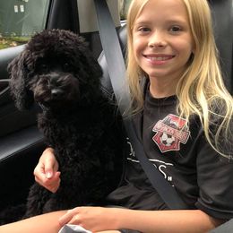 Australian Labradoodle Puppies from Tiny Treasures Australian Labradoodles