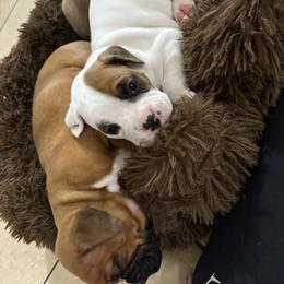 Light Pick - White female Boxer puppy in Denver, Colorado from Yuni’s AKC Boxers