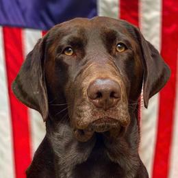 Blue - Labrador Retriever
