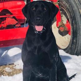 Benelli  - Labrador Retriever