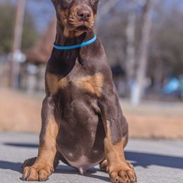 Doberman Pinscher and Labrador Retriever Puppies from GFDutton Retrievers & Dalla Grazia Dobermans
