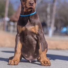Doberman Pinscher and Labrador Retriever Puppies from GFDutton Retrievers & Dalla Grazia Dobermans