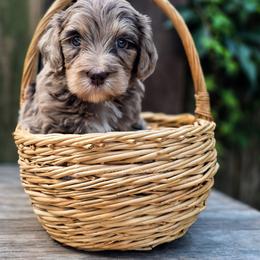 Hitch - Merle male Goldendoodle puppy in Centreville, Mississippi from Trin's Designer Doodles