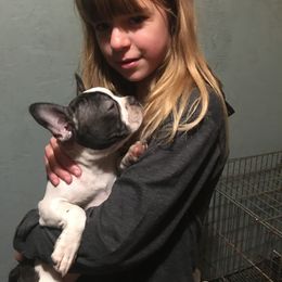 Boston Terrier, Companion Cross, and French Bulldog Puppies from High Plains French Bulldogs,Boston Terriers and Frenchtons.