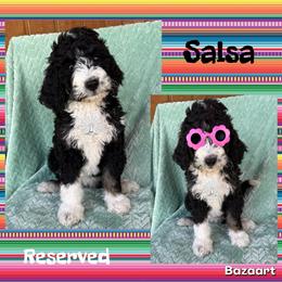 Salsa - Tri-color female Bernedoodle puppy in Godwin, North Carolina from Farm Sweet Farm Doodles