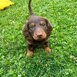 Joey - Chocolate and tan male Dachshund puppy in Carrollton, Illinois from Kelly's Doxies