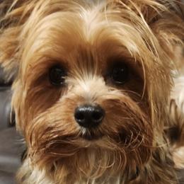Yorkipoos and Yorkshire Terriers from GRIFFEY'S SPA AND KENNEL