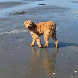 Goldendoodle All Grown Up from Dawnie’s Doodles
