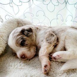 Aussiedoodle Puppies from RiverCity Doodles