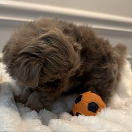 Gracie - Blue female Shih Tzu puppy in Covington, Georgia from Top Hats 2  Shih Tzu’s