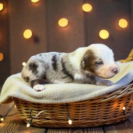 Pearl - Red merle female Australian Shepherd puppy in Statesville, North Carolina from Charming Australian Shepherds