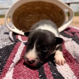Tempest - Tri-color female Border Collie puppy in Odessa, Texas from High Velocity Stockdogs