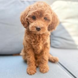 Betty - Apricot female Goldendoodle puppy in Twin Falls, Idaho from Magic Valley Family Doodles