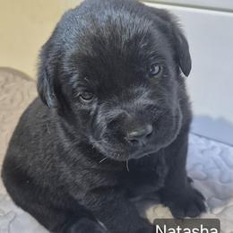 Natasha, no collar - Black female Labrador Retriever puppy in Greenwich, Ohio from Pure Gem Kennel