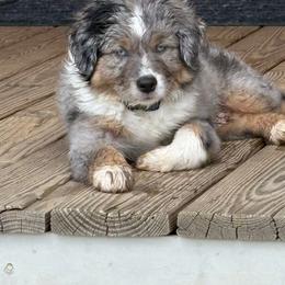 Miniature Australian Shepherd Puppies from Lil’ Bit Farms