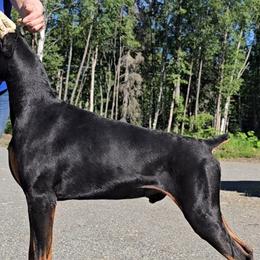 Doberman Pinschers from Capsaicin's Kennel