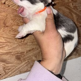 Orange Collar - Blue and white female Shih Tzu puppy in Eunice, Louisiana from 4J's Cajun Kennels