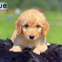 Blue - Goldendoodle puppy in Lancaster, Minnesota from North Star Dog Training