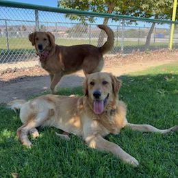 Golden Retrievers from Urbina’s Lachina Purbeds