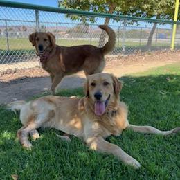 Golden Retrievers from Urbina’s Lachina Purbeds