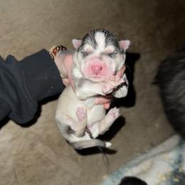Boy 3 - Sable and white male Siberian Husky puppy in Iron River, Wisconsin from Wiemeri Siberians