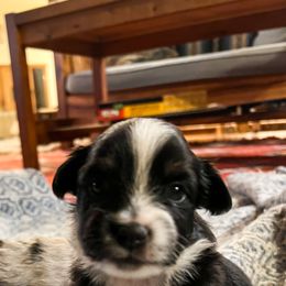 Miniature Australian Shepherd and Toy Australian Shepherd Puppies from Columbia Coast Toy & Mini Aussies