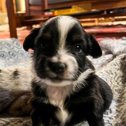 Miniature Australian Shepherd and Toy Australian Shepherd Puppies from Columbia Coast Toy & Mini Aussies