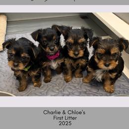 Yorkshire Terrier Puppies from Southerland's Southern Charm Yorkies