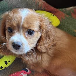Australian Shepherds and Cavapoos from Dubose Kennels