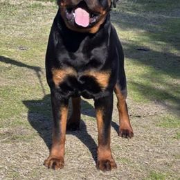 Bingo - Rottweiler