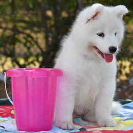 Samoyed Puppies from ArticCross Samoyeds