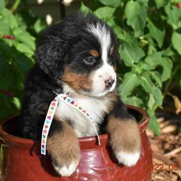 "Aspen    Female" Bernese Mountain Dog Puppies from Wilderness Way Berners