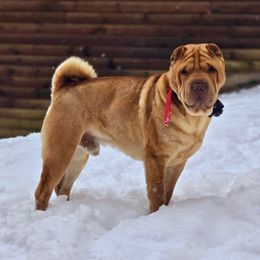 B - Chinese Shar-Pei