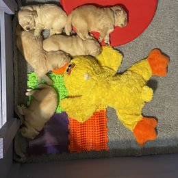 Golden Retriever Puppies from Riverstone Goldens