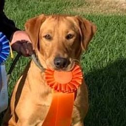 Gypsy - Labrador Retriever