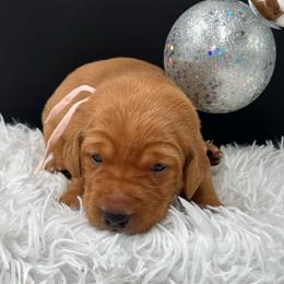 Pink collar - Yellow female Labrador Retriever puppy in Heath Springs, South Carolina from Rich Hill Retrievers