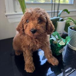 Red Heart - Red  female Goldendoodle puppy in Germantown, Maryland from Honey Blossom Doodles