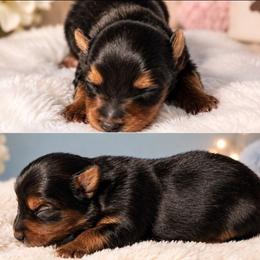 Buddy - Black and tan male Yorkshire Terrier puppy in Broxton, Georgia from More Than Family