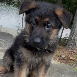 German Shepherd puppies from Christina's German Shepherds
